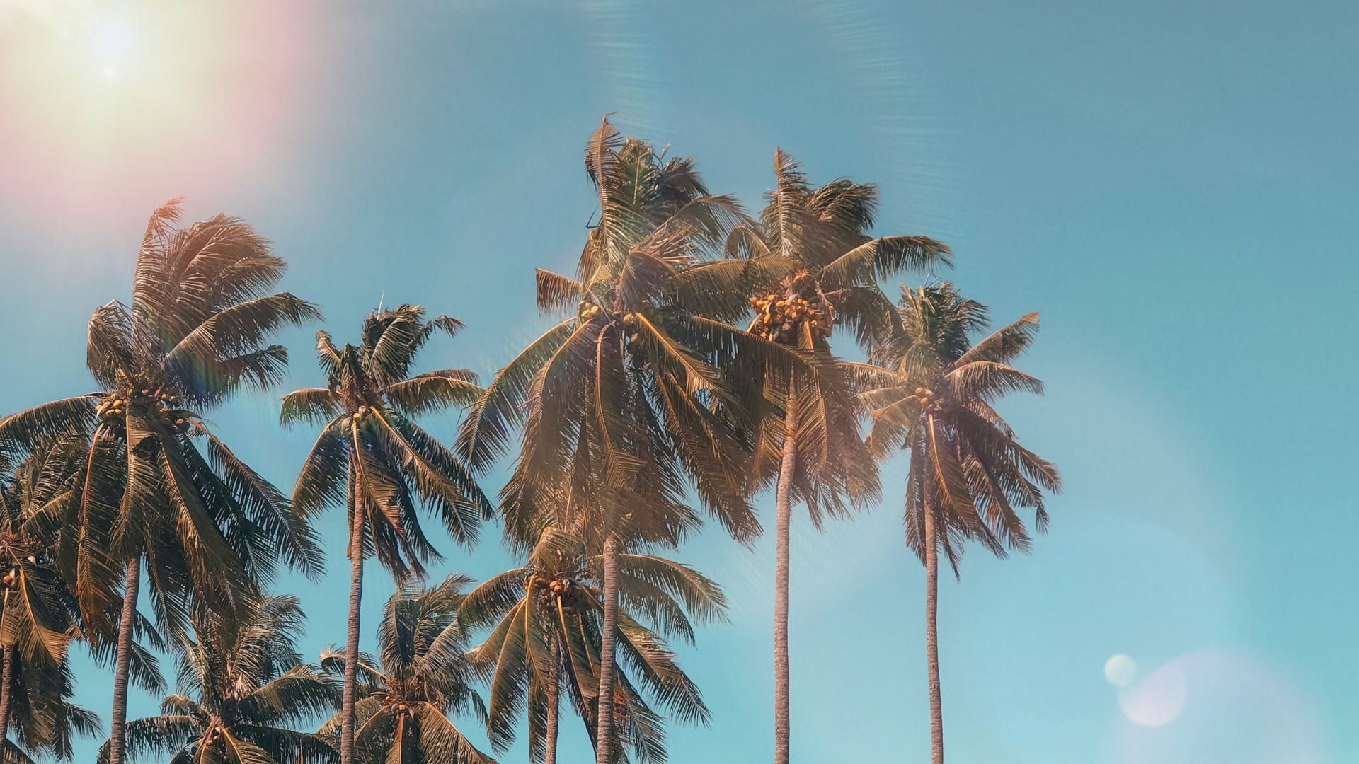 Coconut tree HD desktop wallpaper