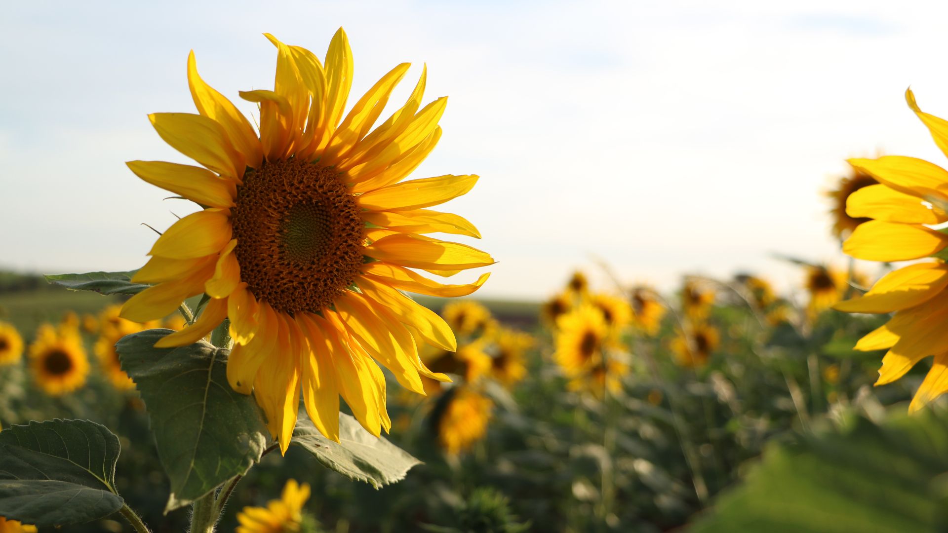 Sunflower HD desktop wallpaper