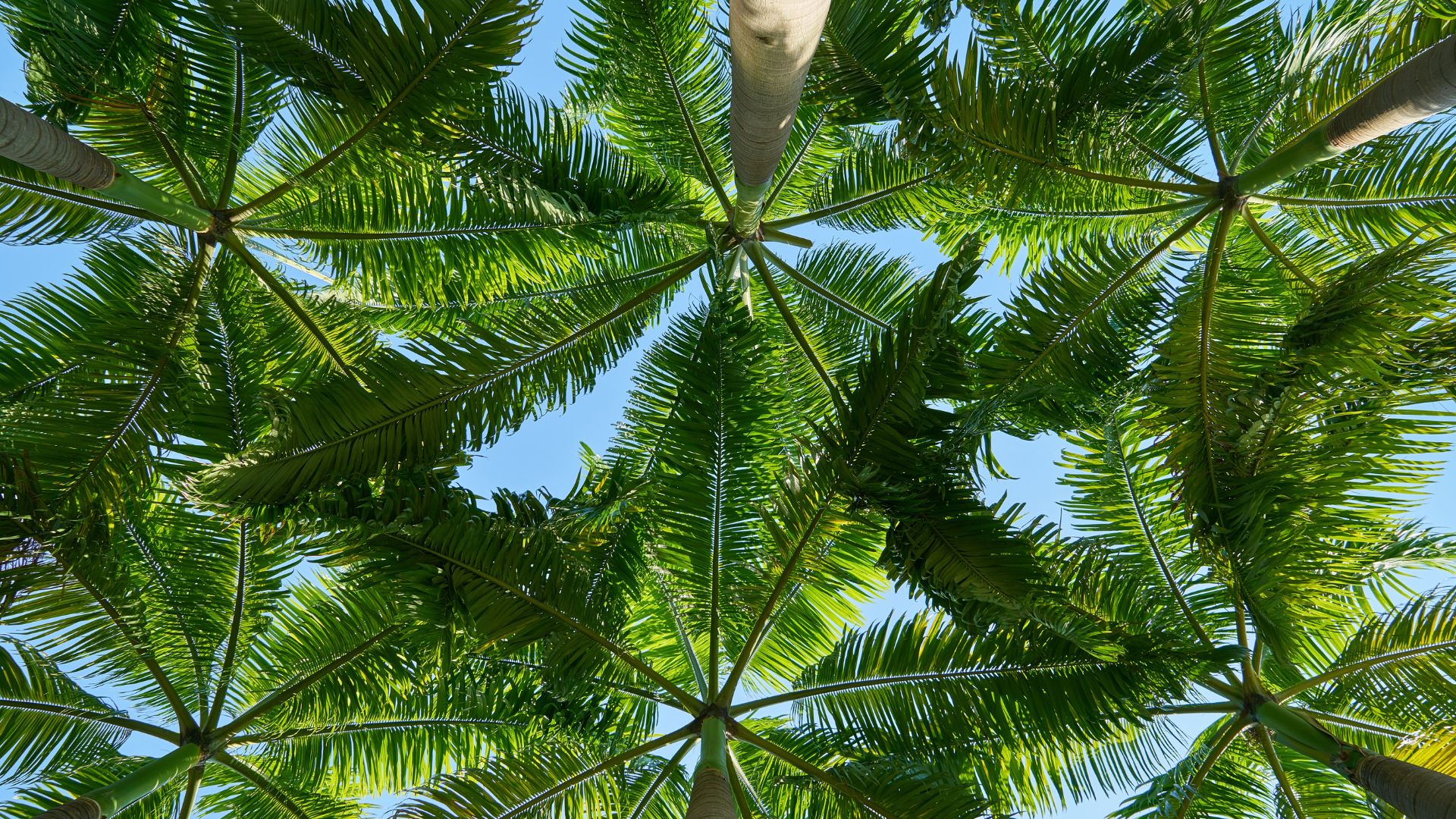 Coconut tree desktop wallpaper