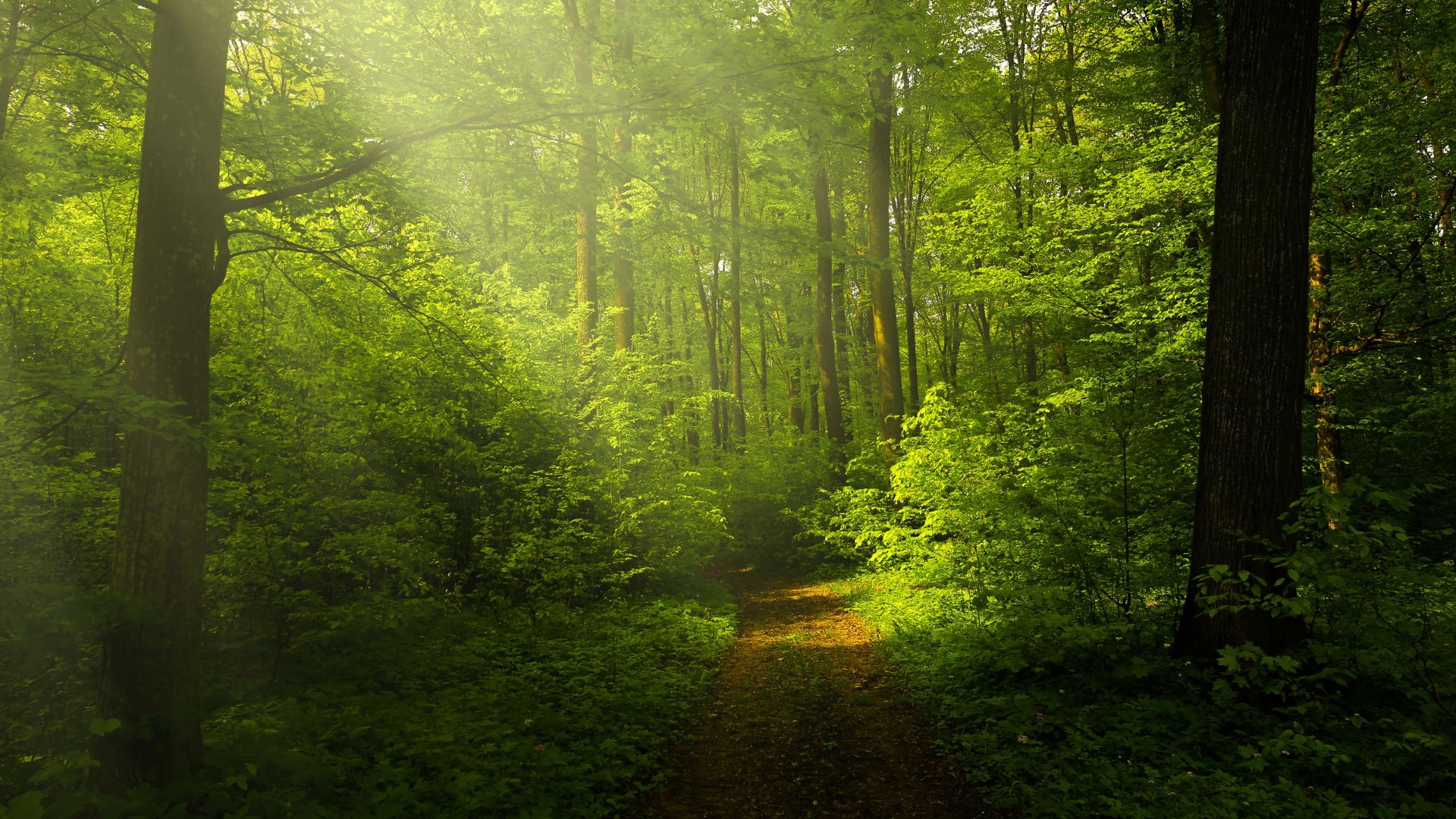 Forest landscape desktop wallpaper