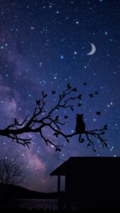 Night sky and a kitten mobile wallpapera